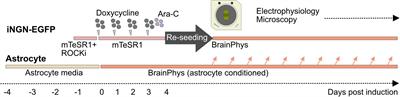 Long-term morphological and functional dynamics of human stem cell-derived neuronal networks on high-density micro-electrode arrays